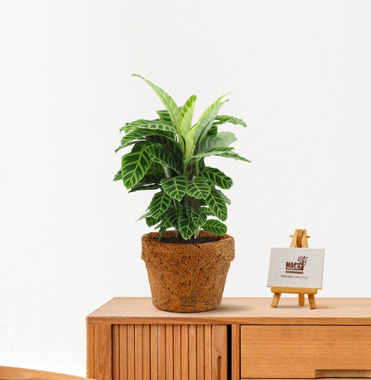 Calathea zebrina